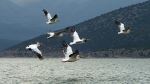 Prespa Pelicans